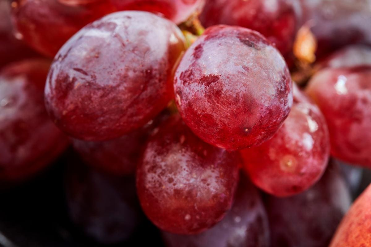 ¿12 uvas rojas para el 31? Conoce la molécula que podría prevenir el cáncer