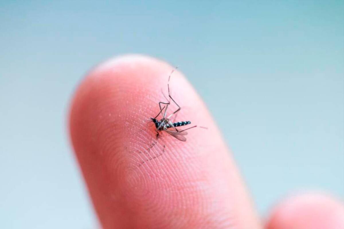 Una niña de 13 años, la octava muerte probable por dengue en Cartagena