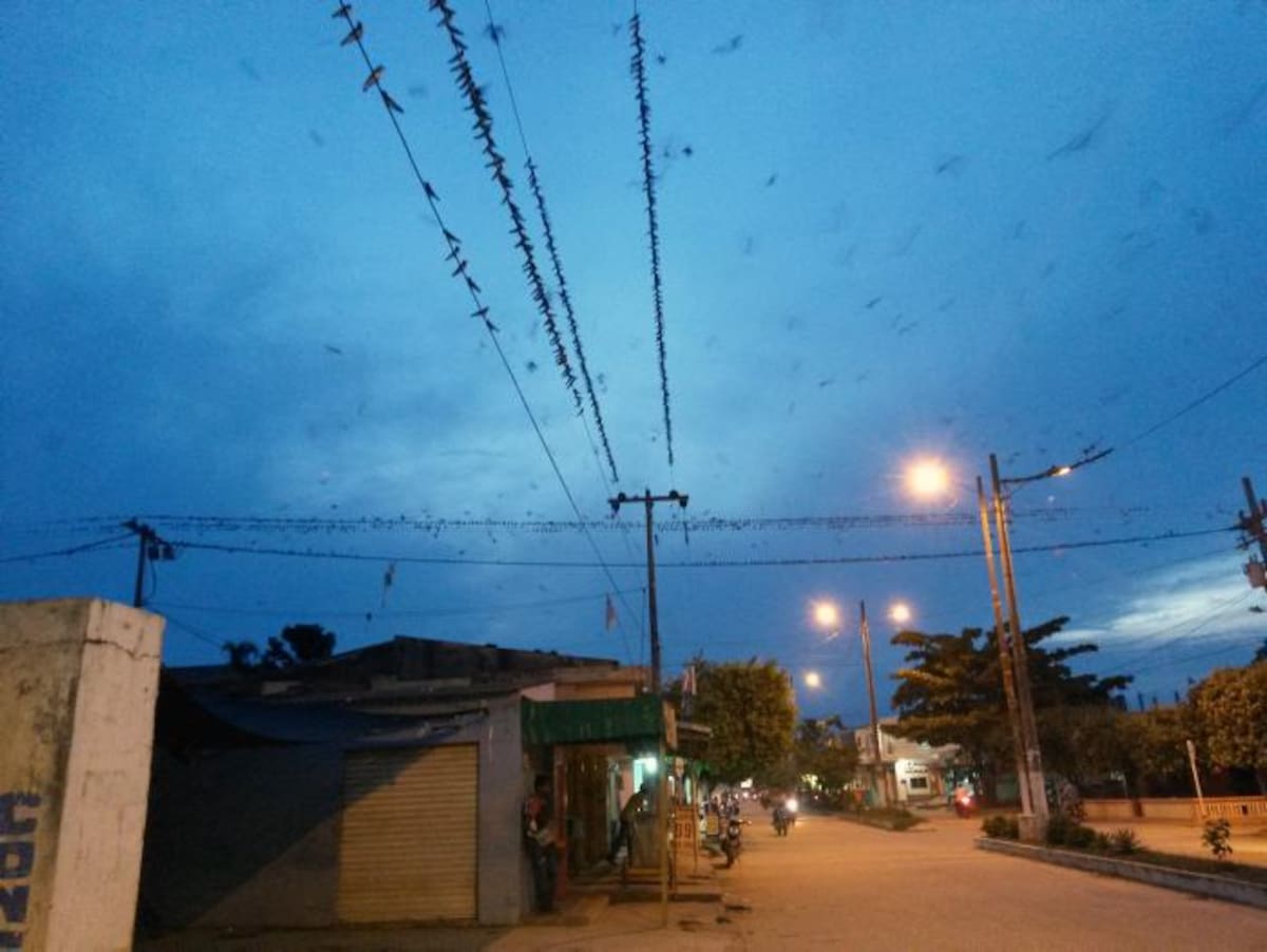 La presencia masiva de golondrinas se observa principalmente en el sector de la calle 29 con carrera 22 de San Marcos. CORTESÍA/