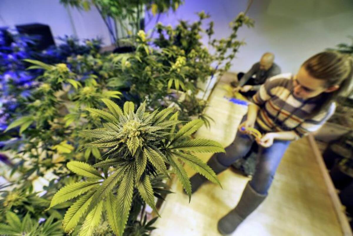 Washington también considera legalizar la droga a mediados de 2014.. AP BRENNAN LINSLEY