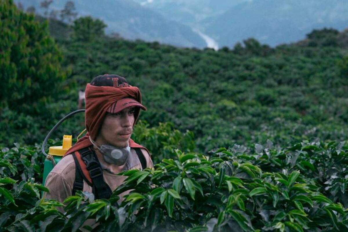 La Roya, película sobre la lucha en el campo, ya tiene fecha de estreno