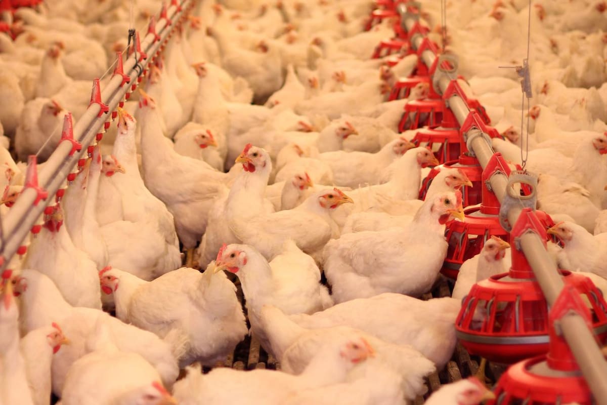 Crece desabastecimiento de huevo y carne de pollo