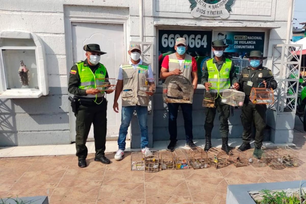 Monos y hasta babillas, de todo han rescatado este año en Cartagena