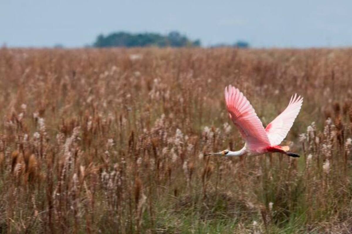 Colombia tiene 67.000 especies de fauna y flora registradas