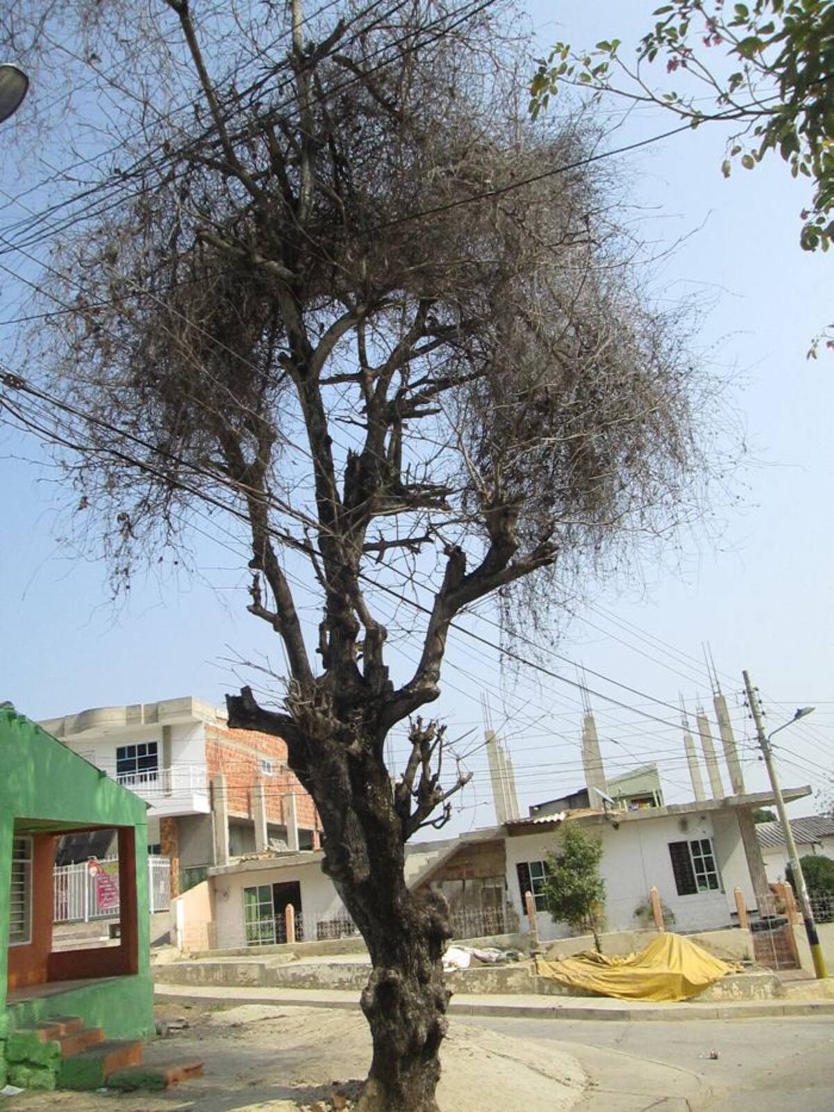 El almendro tiene más de 50 años y fue aprisionado por el parásito conocido como “Pajarita”. foto ruben dario alvarez