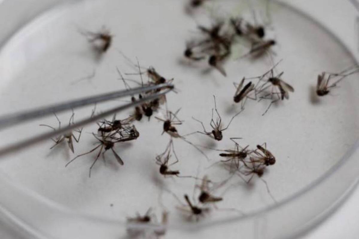 San Marcos, Corozal, Sampués y Ovejas en alerta amarilla por dengue
