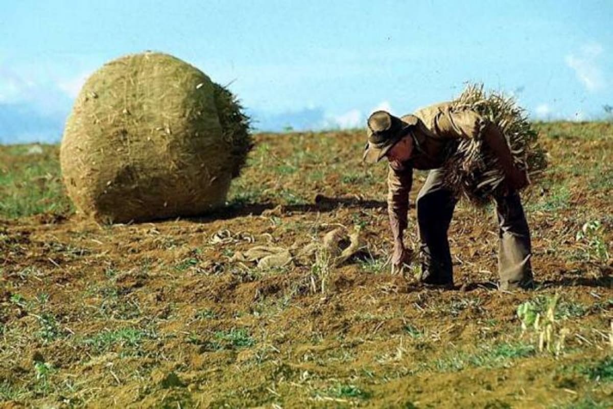 Los cultivadores piden atención del Estado. COLPRENSA