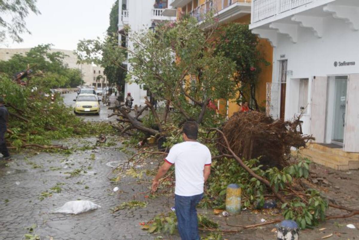 Para evitar las caídas de árboles y techos se recomienda tomar precauciones. Julio Castaño - El Universal