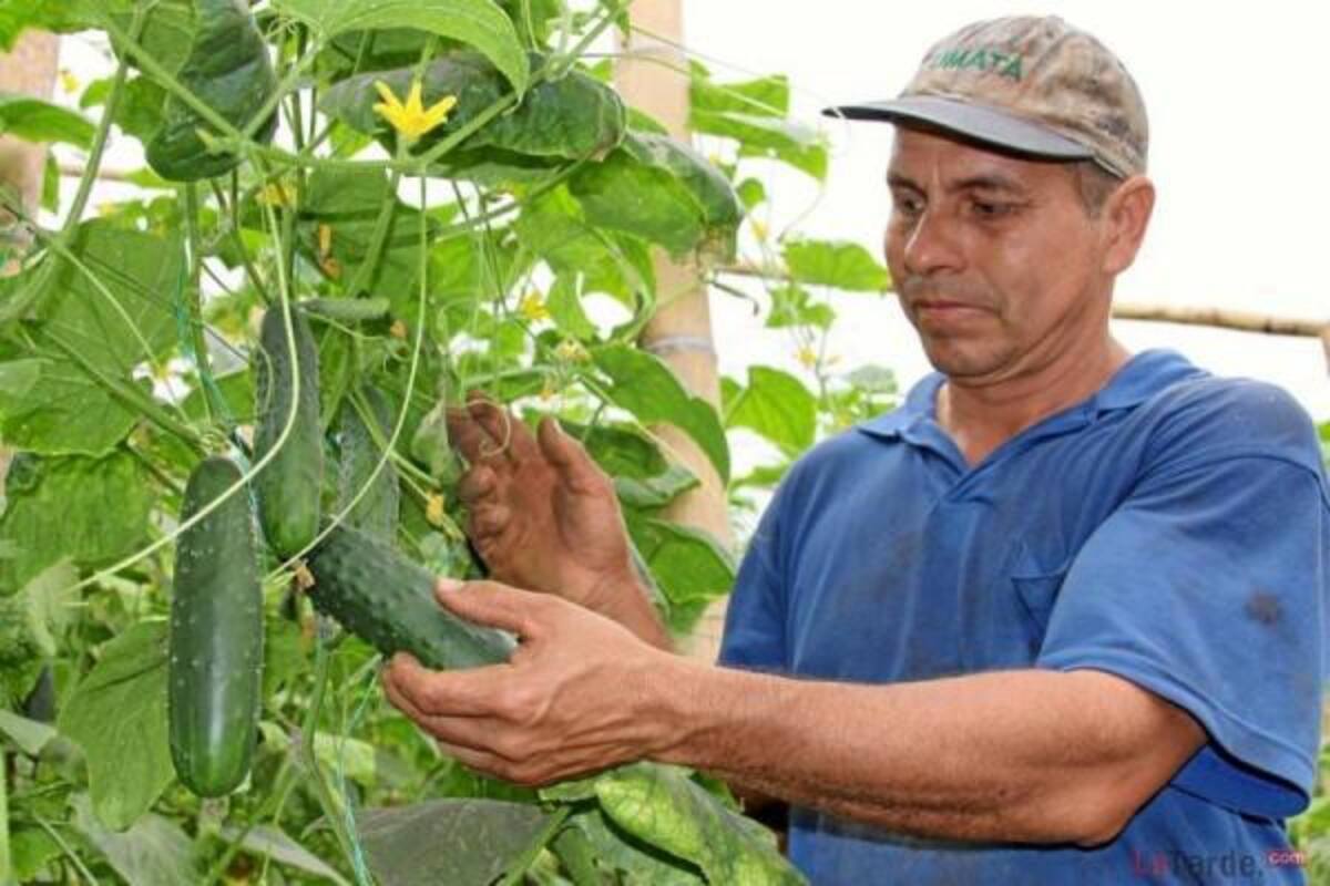 sólo en el sector pecuario, las exportaciones en el primer semestre de 2013 totalizaron más de US$324 millones. COLPRENSA