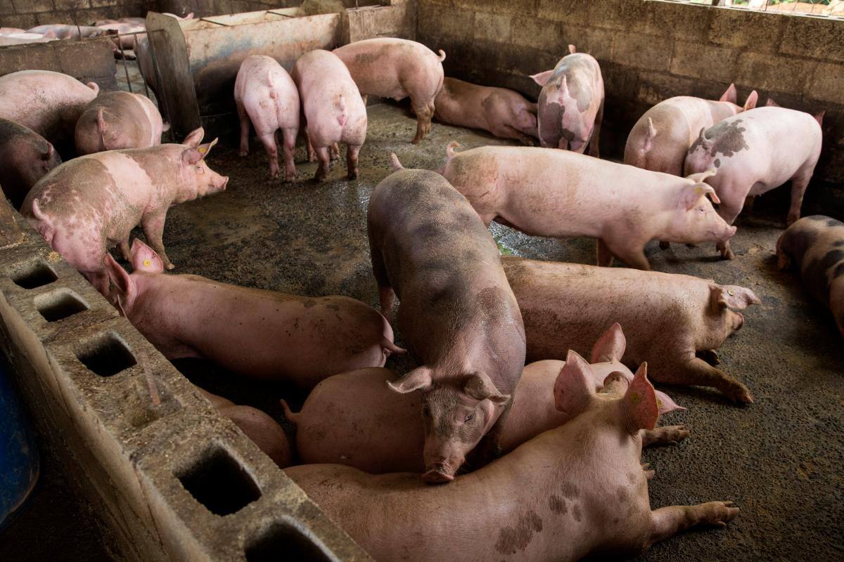 La peste porcina africana se cierne sobre miles de productores dominicanos