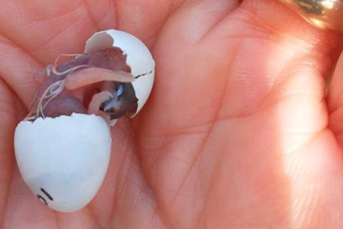 Aves expuestas al ruido desde polluelos sufren secuelas de por vida