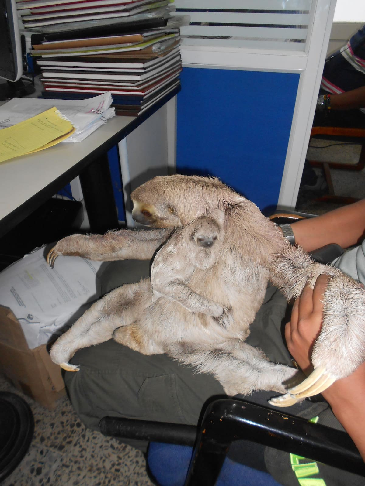 Según la directora del Epa, la cría del perezoso tenía pocos días de nacido. CORTESÍA