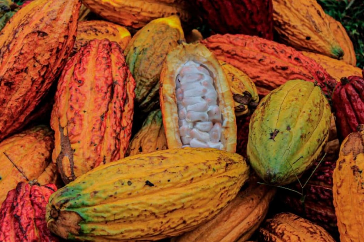 El cacao mueve los emprendimientos en Bolívar