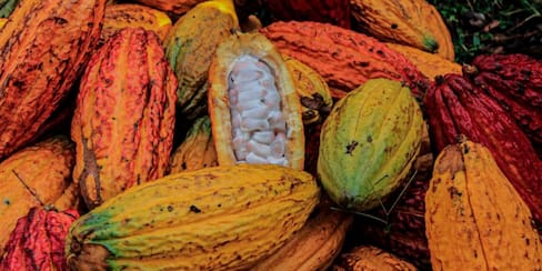 El cacao mueve los emprendimientos en Bolívar