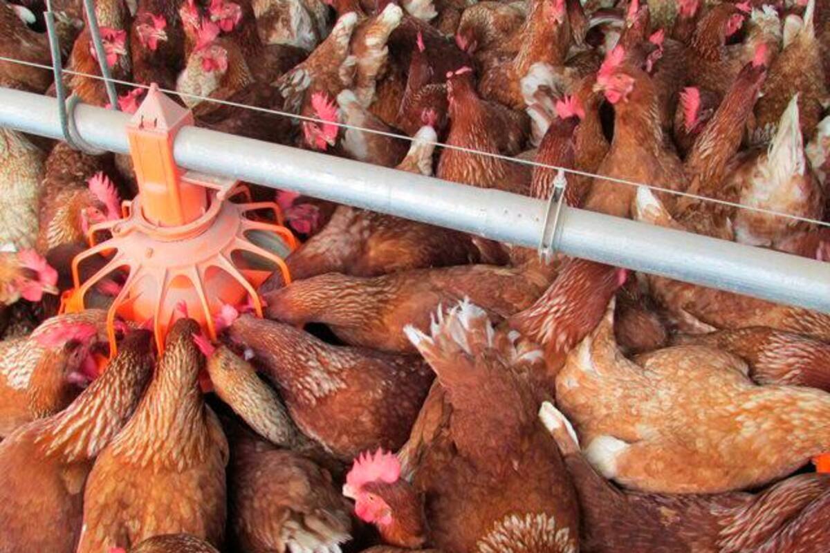 Donarán 20 toneladas de pollos para niños con desnutrición en Colombia