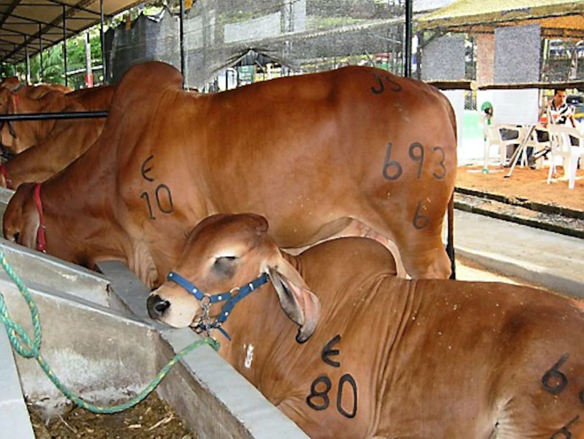 Colombia reanudará las exportaciones de ganado bovino macho. ARCHIVO EL UNIVERSAL