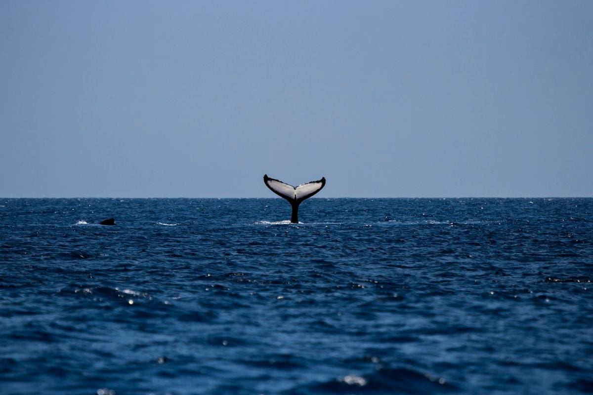 Increíble: hombre sobrevive tras ser ‘tragado’ por una ballena jorobada