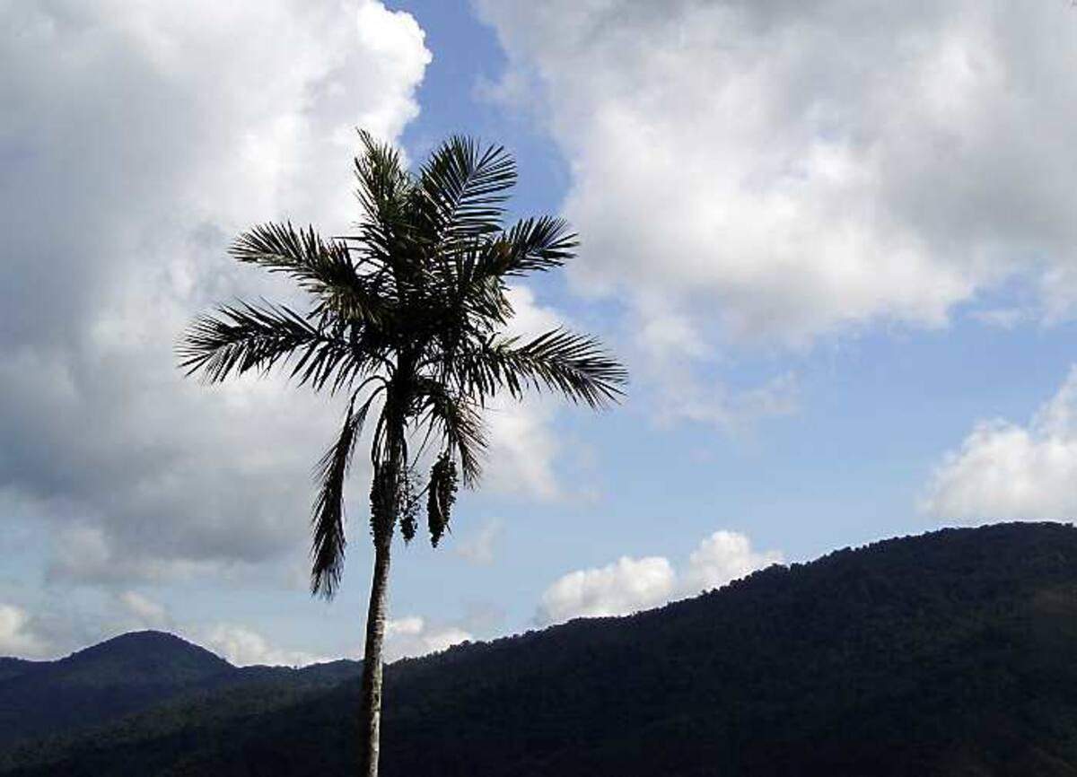 Una nueva población silvestre de la palma de cera de Sasaima, Ceroxylon sasaimae, fue encontrada en zona rural de San Luis, Antioquia
