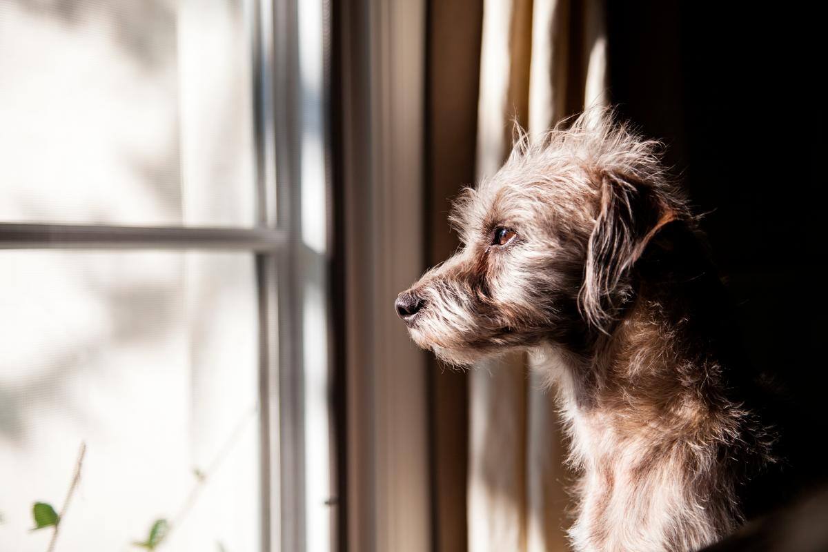 ¿Cómo volver al trabajo y dejar a las mascotas?