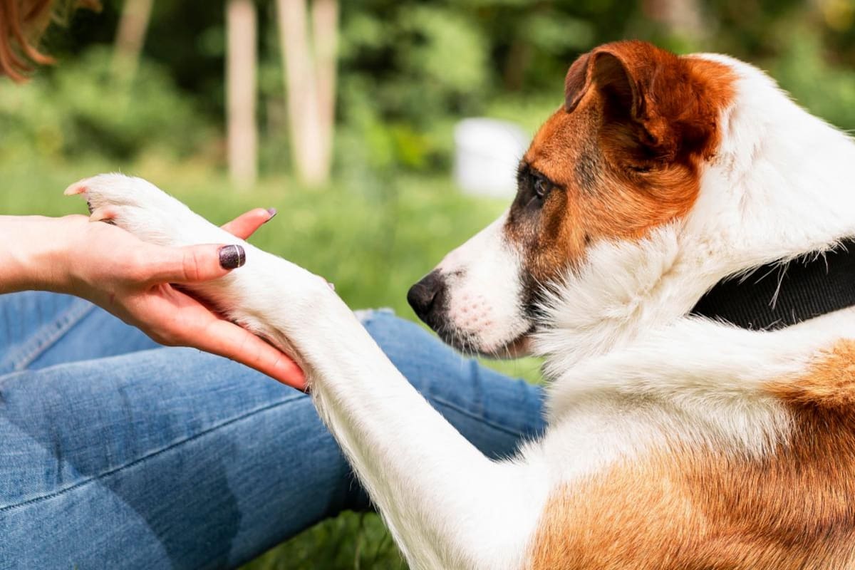 ¿Cómo detectar si su mascota está sufriendo alergia al alimento?