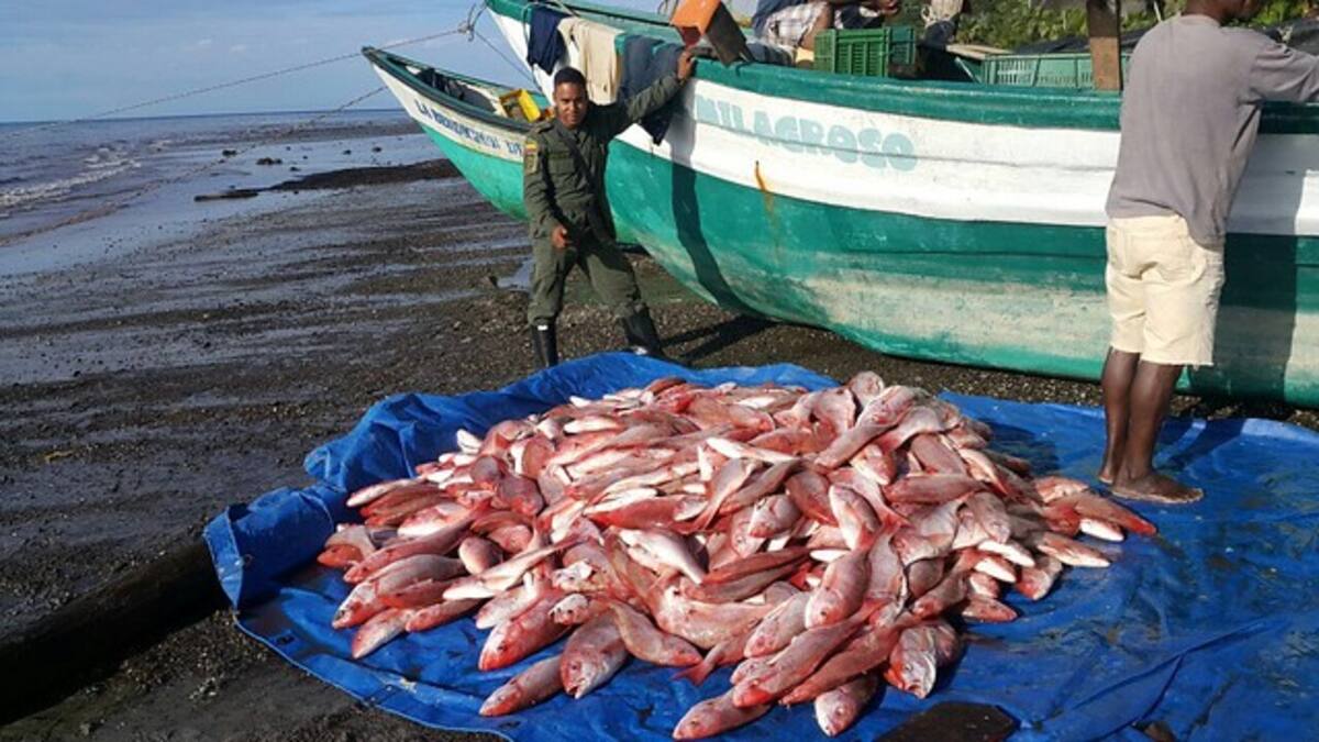 Pesca Ilegal. COLPRENSA.