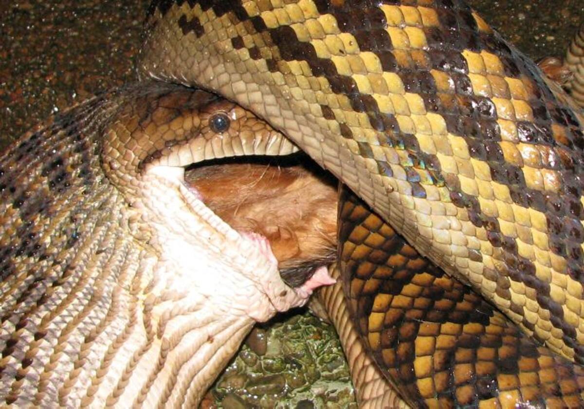 La pitón birmana es una de las criaturas más avanzadas evolutivamente de la Tierra. AP