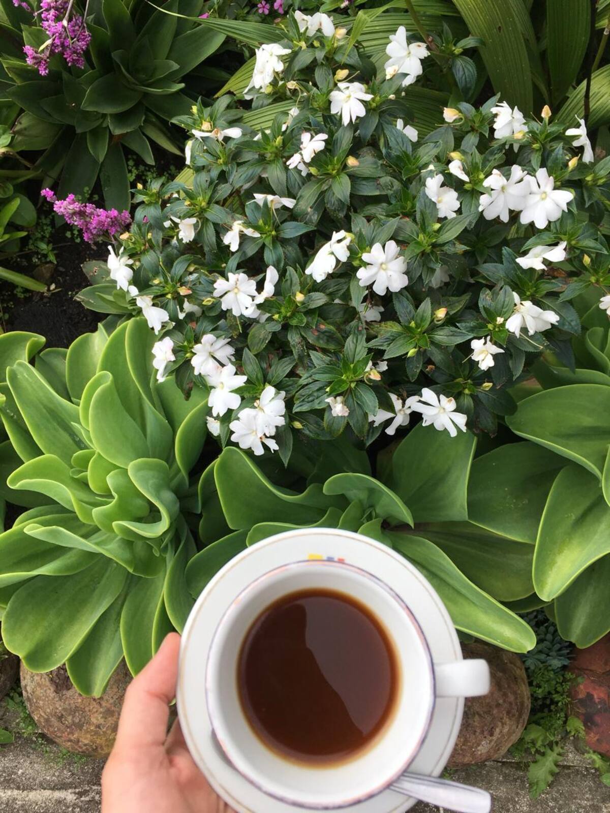 Café Mesa de Los Santos: Una joya de Colombia para el mundo. CORTESÍA