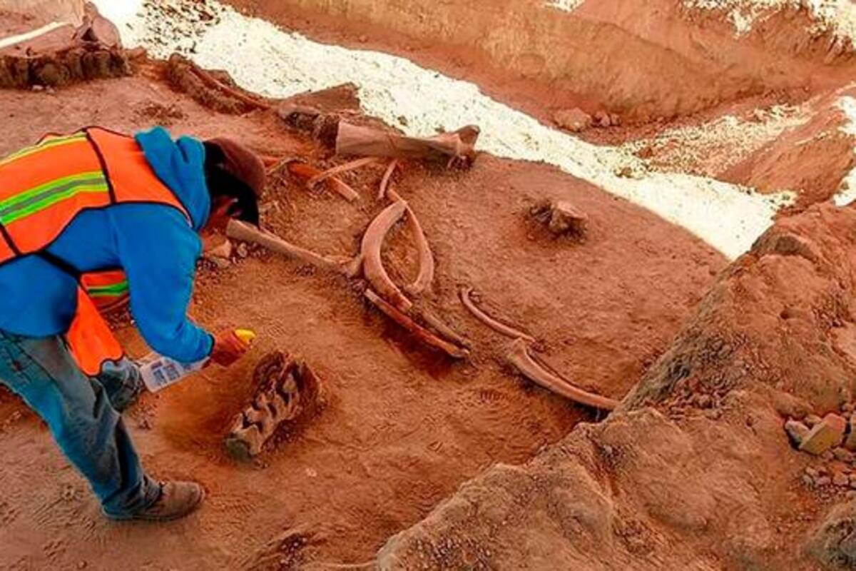 Hallazgo de 60 mamuts en futuro aeropuerto mexicano da pistas de su extinción