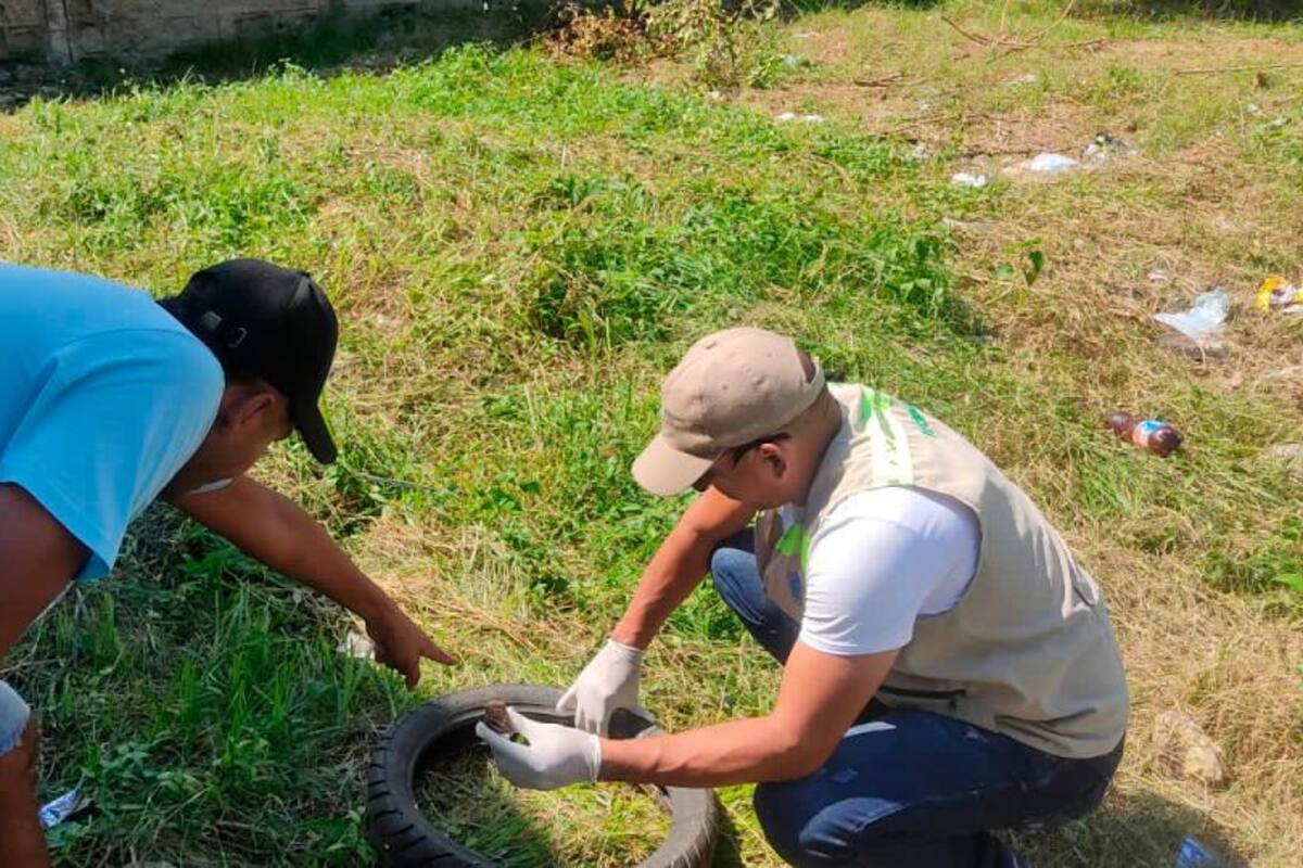 EPA reporta más de 100 casos de invasión de caracol africano en Cartagena