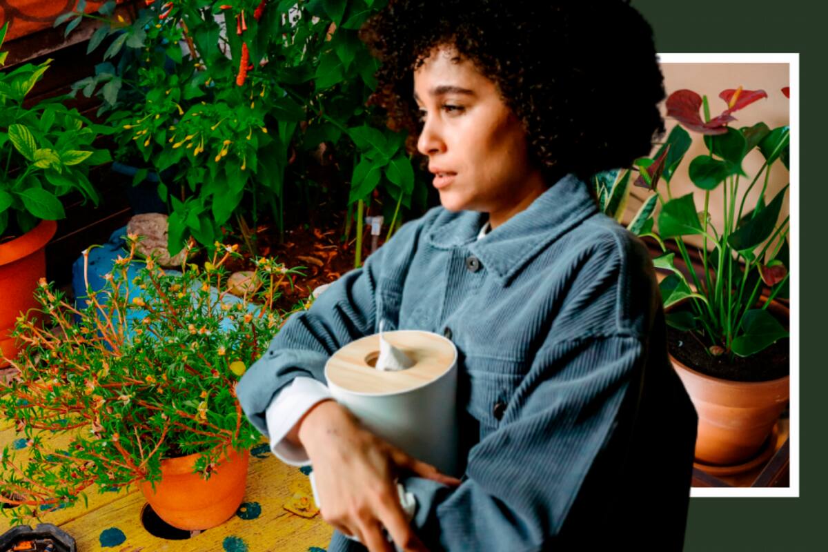 Plantas que roban tu energía y no debes tener dentro de tu casa