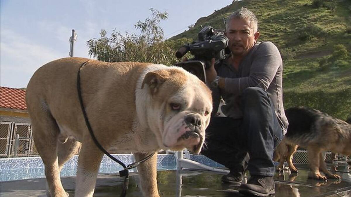 César Millán regresa con una nueva temporada de su programa 'El Encantador de Perros'. Colprensa