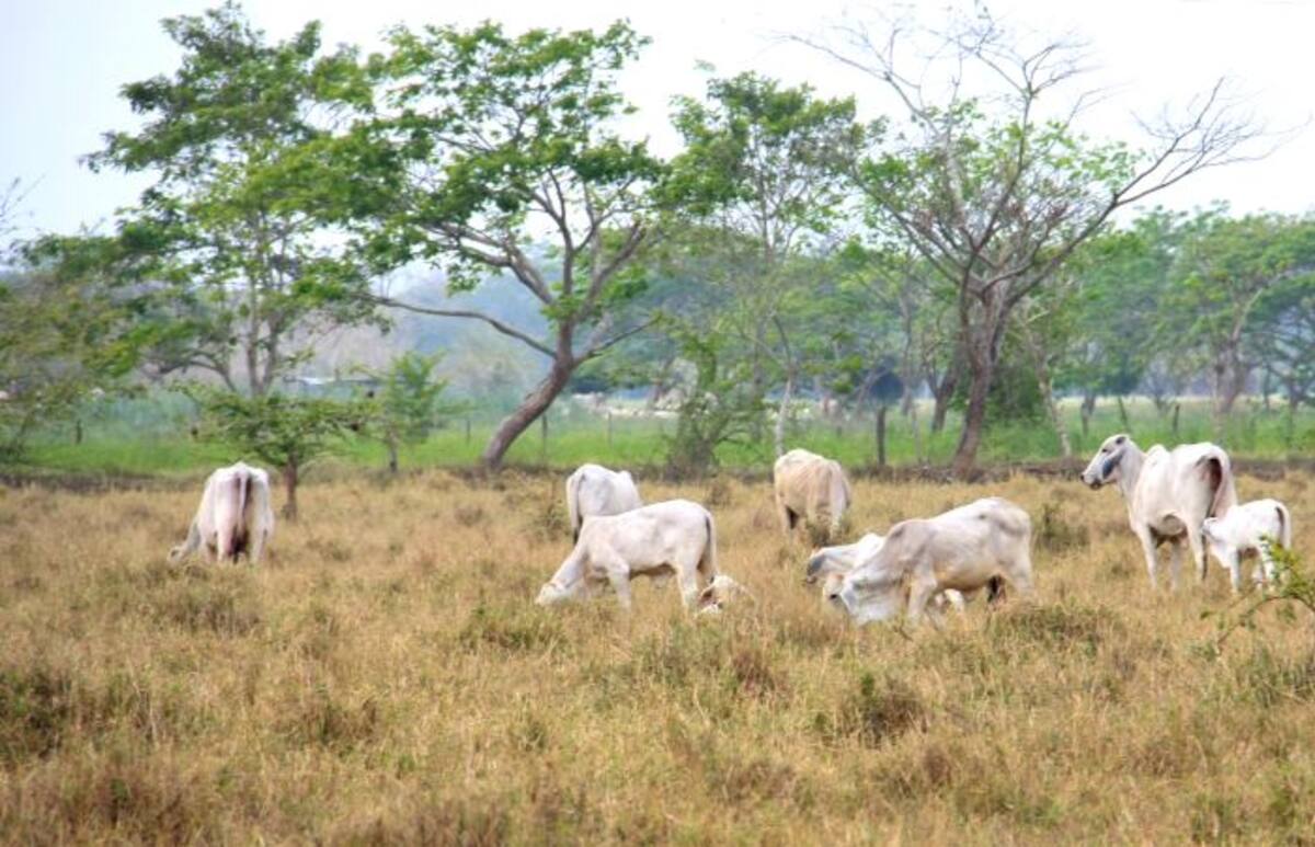 Debido a la falta de alimentos y la sequía en las veredas y corregimientos del Distrito, los animales, entre esos, reses, han muerto. Archivo