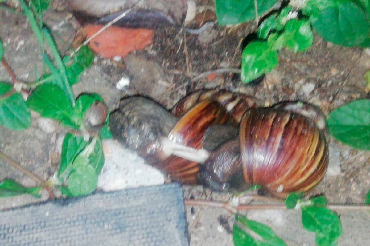 Pánico en El Prado por invasión de caracoles africanos