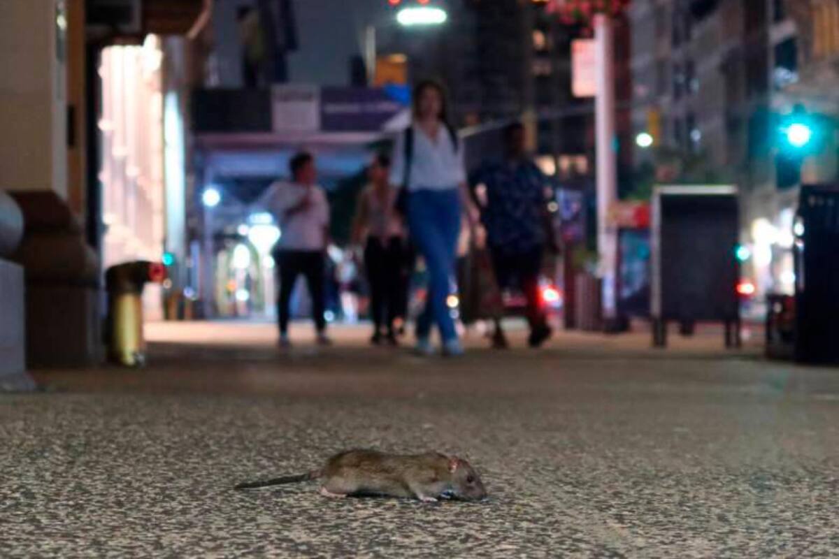 “Las ratas no son nuestras amigas”: alcalde de Nueva York tras invasión