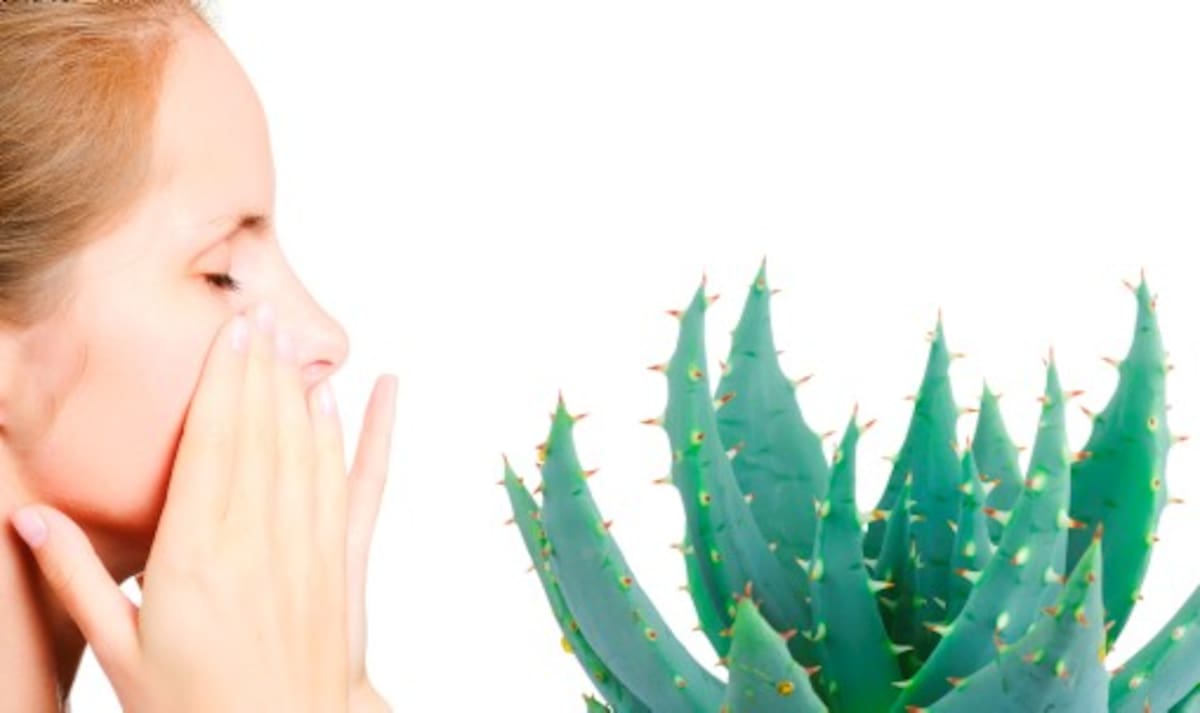 En órganos como los ojos, es beneficiosa pero se recomienda usarlas las preparaciones de laboratorios, pues su aplicación directa puede irritar. 123 ROYALTY FREE