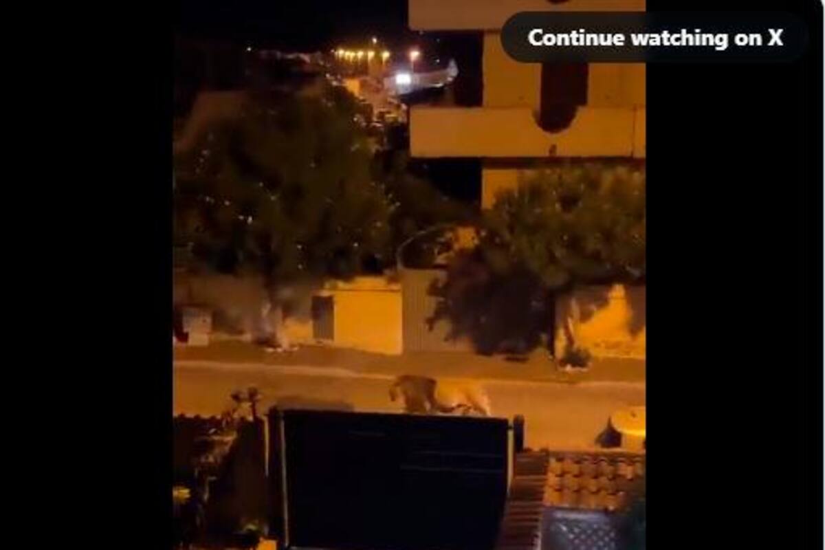 Video: León se escapa de un circo y causa terror en las calles
