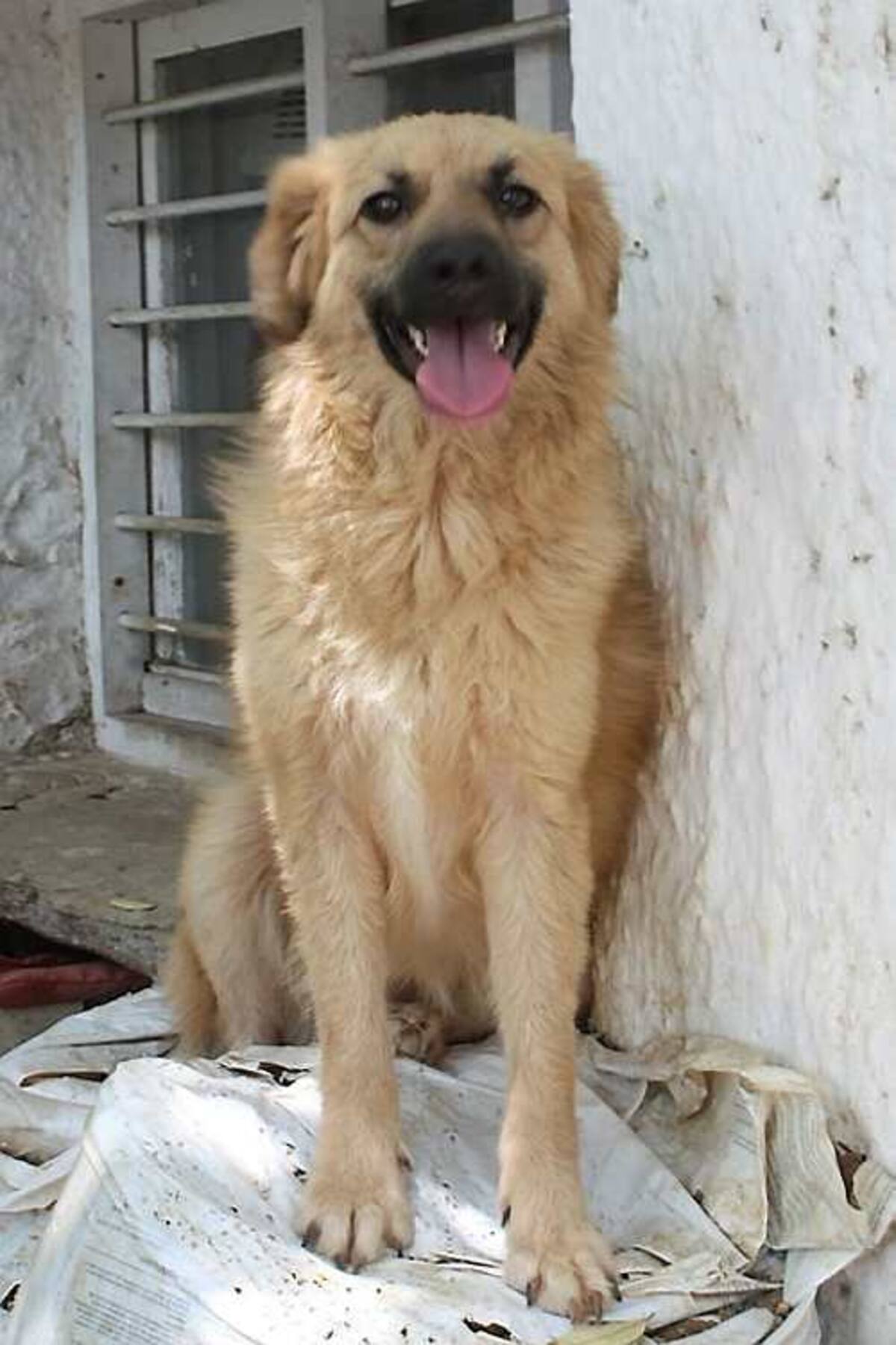 Cartagena se unirá a la celebración del Día Mundial de los Animales. CORTESÍA
