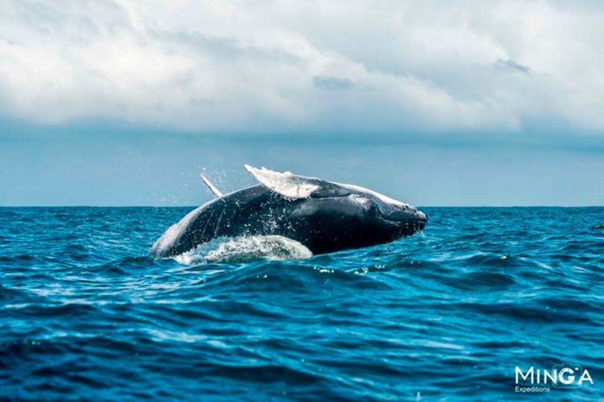 Día Mundial de las Ballenas y los Delfines: conoce más de estas especies