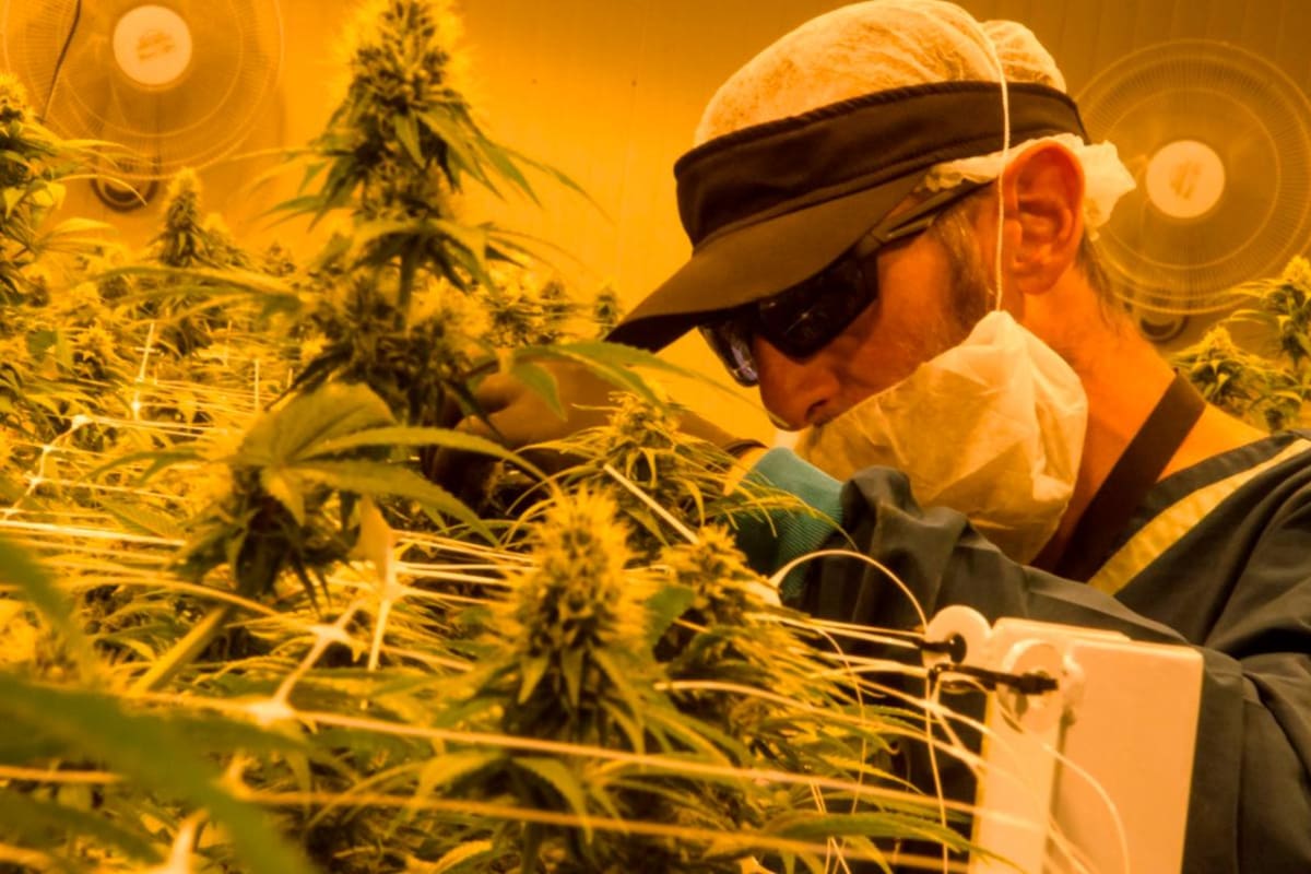 Marihuana, una industria con mucho potencial en Colombia