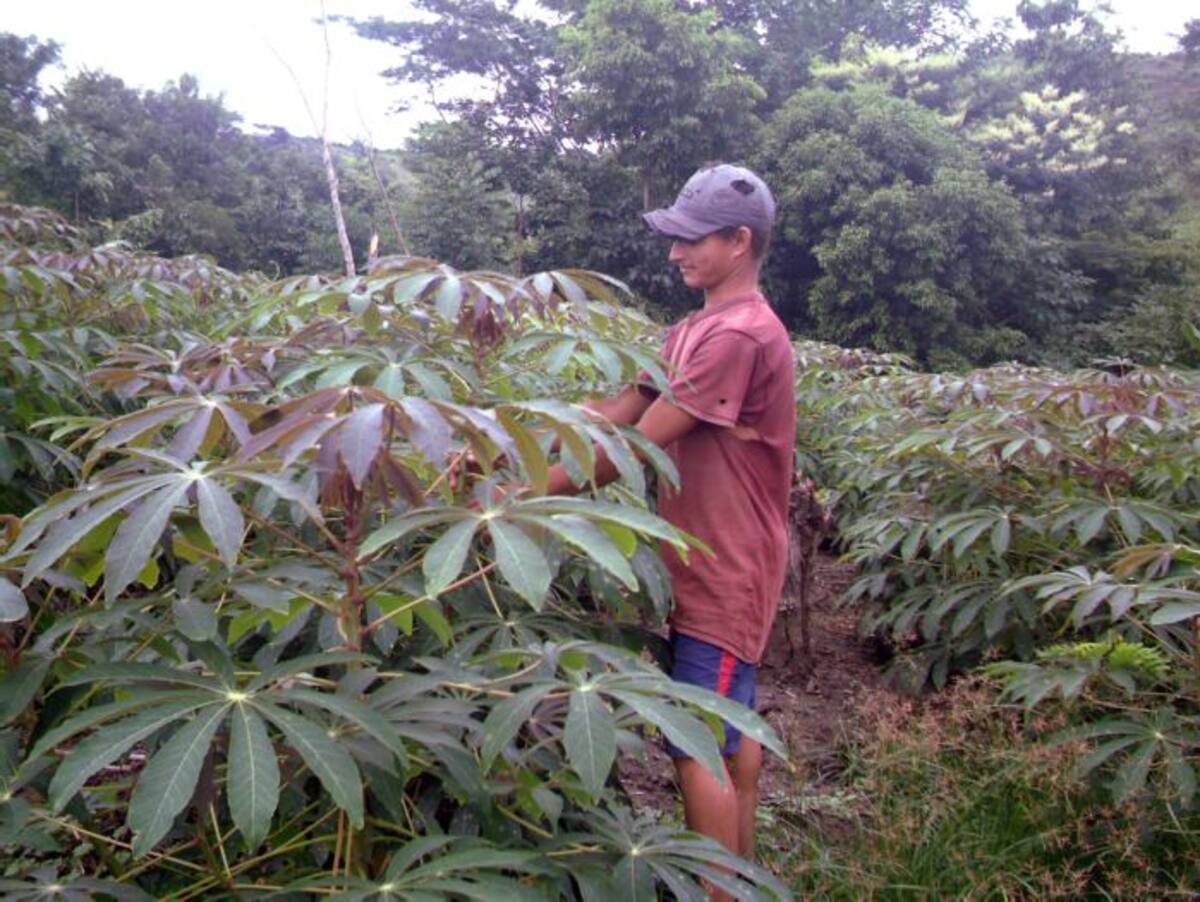 En Sucre serán identificadas las oportunidades agrícolas y pecuarias para el desarrollo del sector. ARCHIVO.