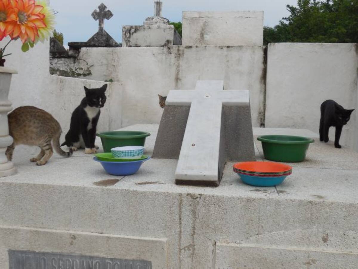 Los gatos comen y duermen sobre la tumba de Alfredo Serrano Rubio. Gustavo Tatis-El Universal