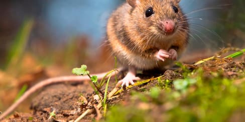 Investigadores chinos engendran ratones en células de la granulosa