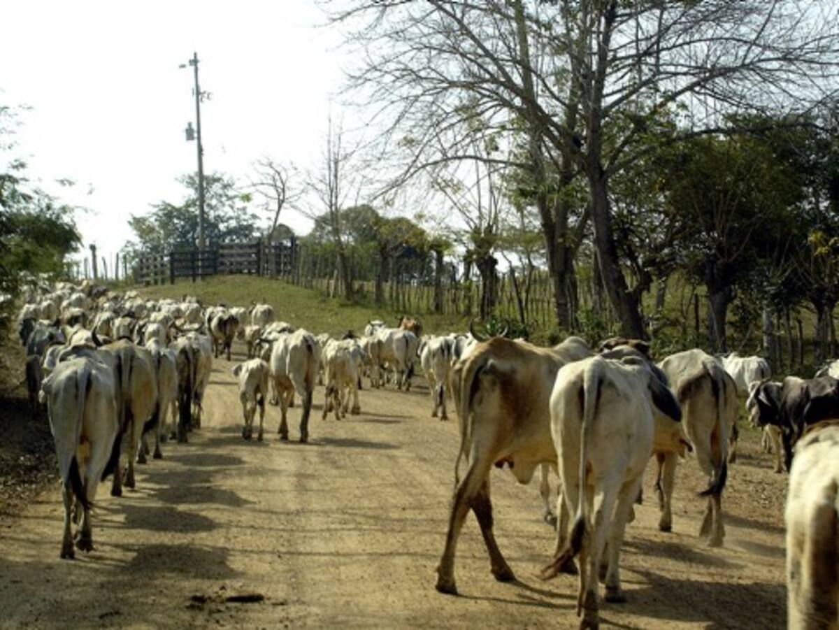 Alrededor de 170.000 cabezas de ganado se han perdido y más de un millón ha sufrido un éxodo forzado.