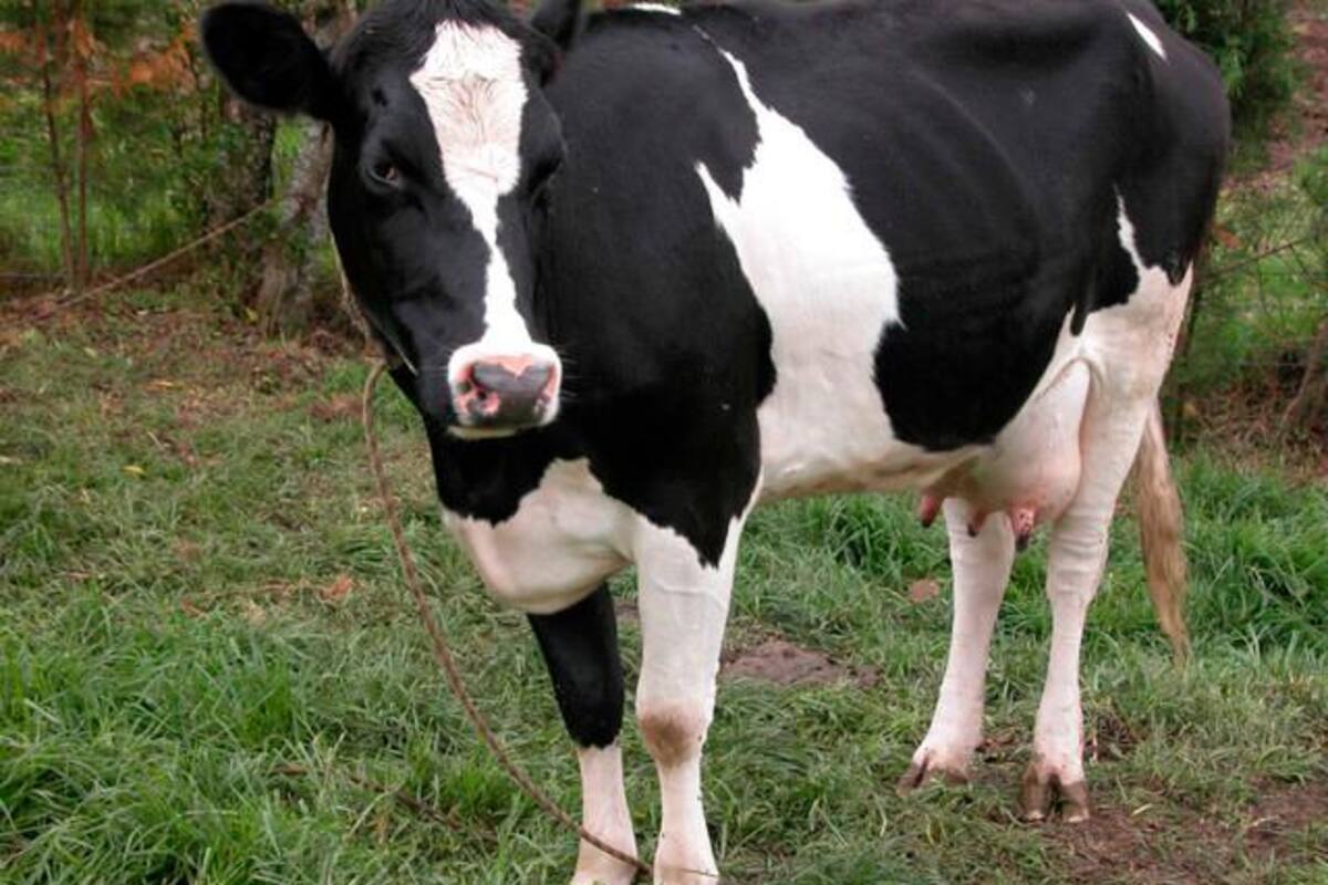 Investigan a cuatro empresas por presunta adulteración de leche con lactosueros
