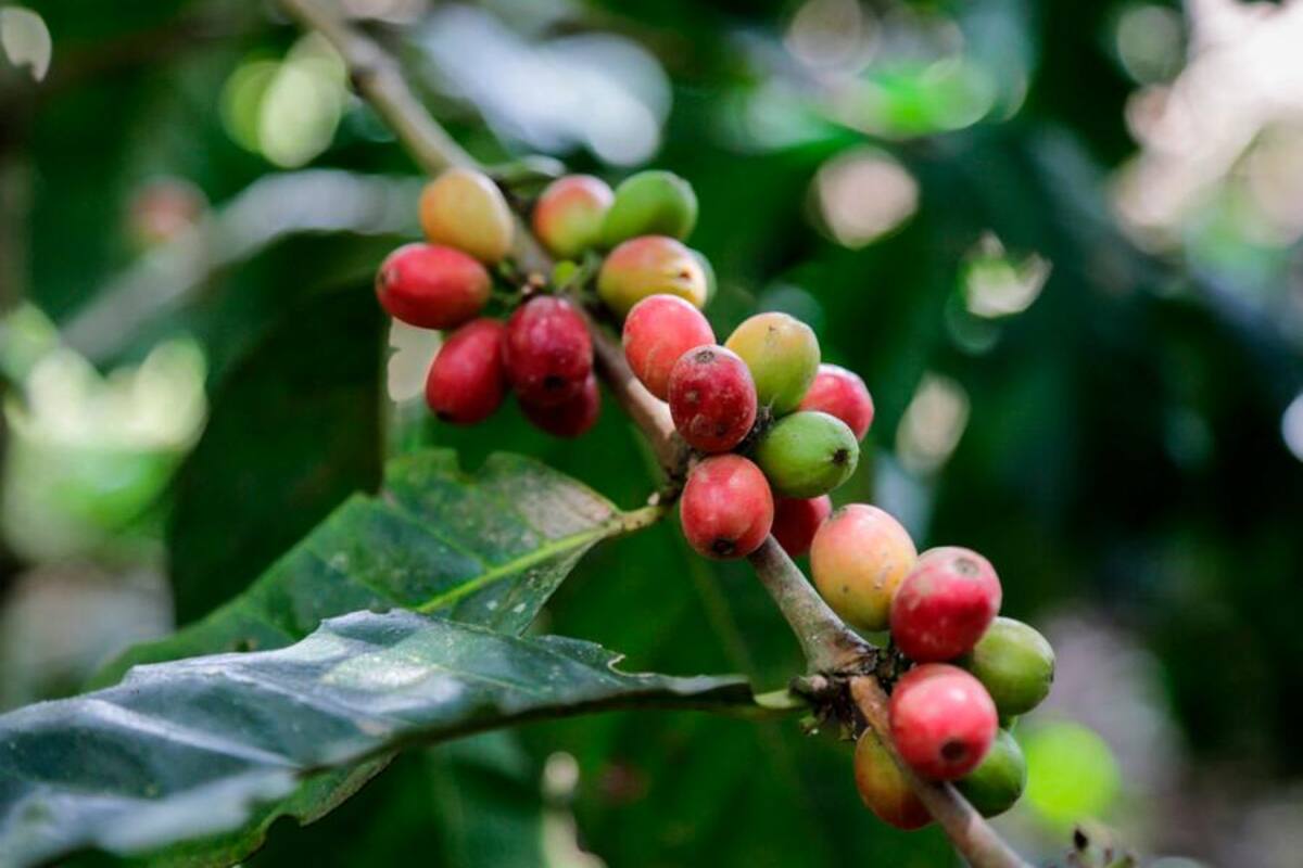 El Pacto Verde Europeo, el nuevo reto que afronta la caficultura colombiana