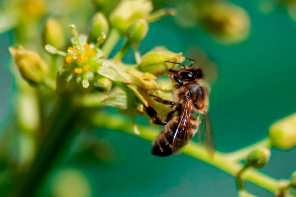Colombia prohibirá el uso de plaguicidas con fipronil, mortal para las abejas