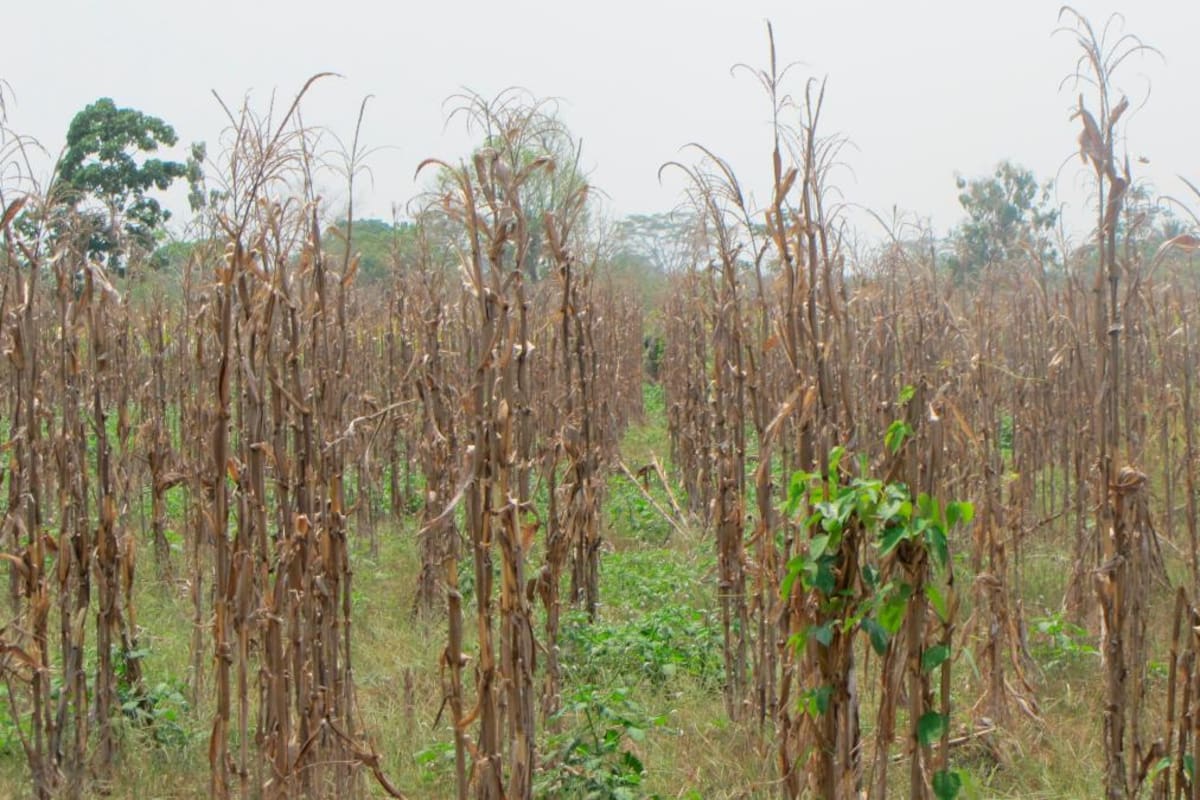 Los 6 cultivos que más se aseguran contra riesgos climáticos y sanitarios en Colombia