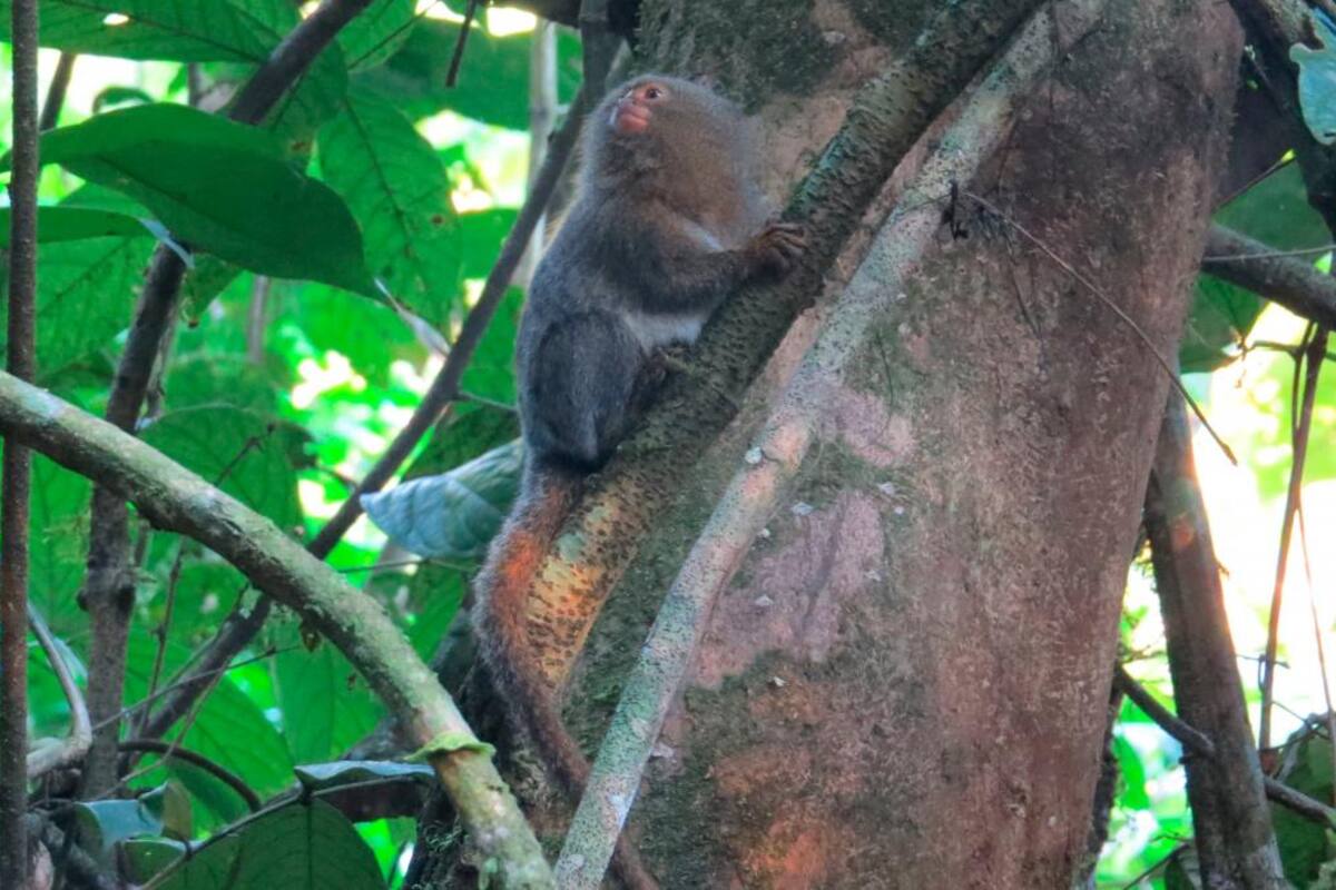 Descubierta en Ecuador una nueva especie del primate más pequeño del mundo