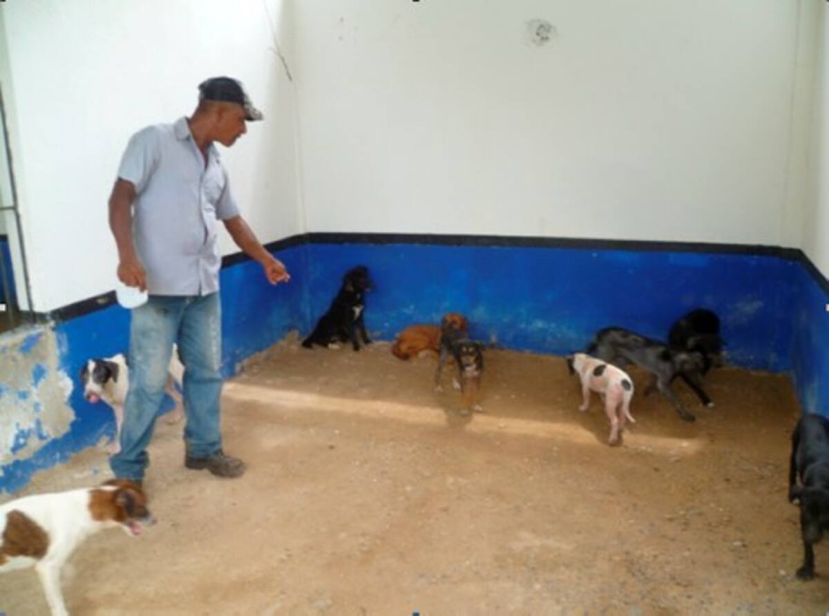 50 perros se llevaron a un albergue en Pasacaballos, donde son mantenidos por la Umata cortesia Umata