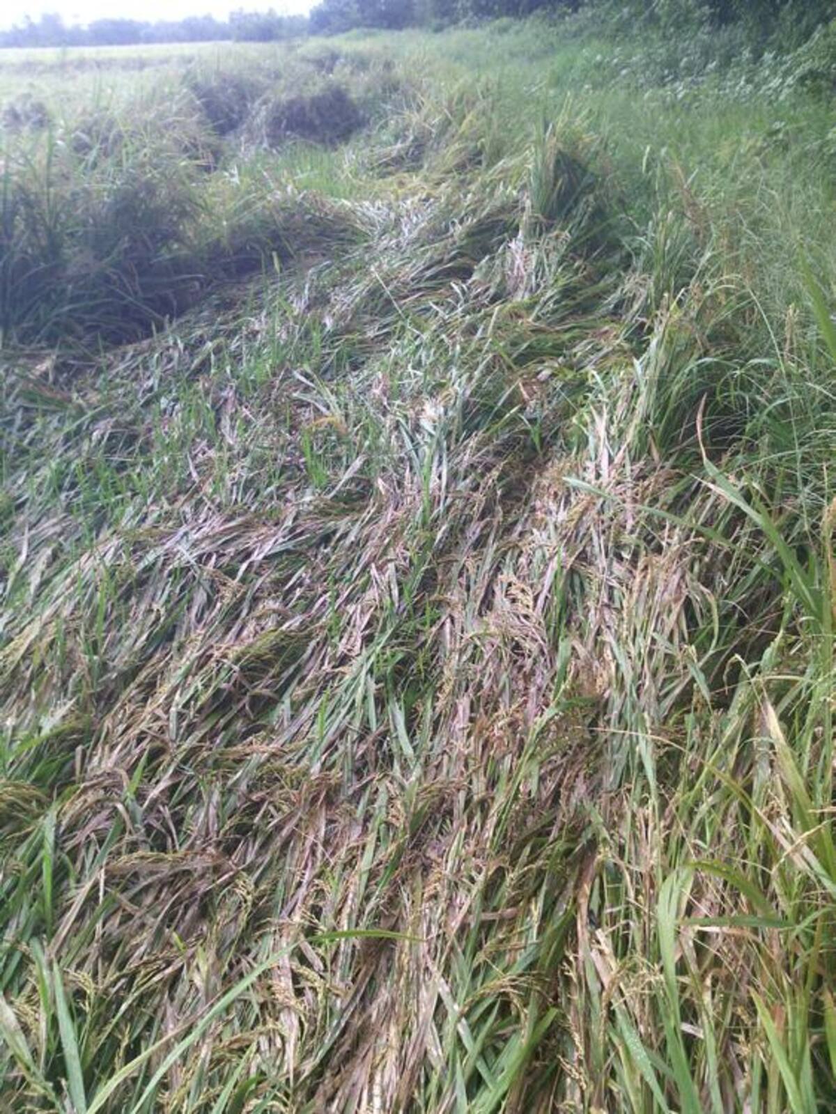 El peso del grano maduro hace que las espigas caigan sobre la maleza. CORTESÍA